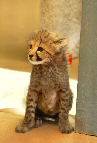 Wild Animal Park　その①_d0114149_344544.jpg