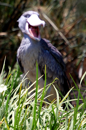 Wild Animal Park　その①_d0114149_411834.jpg