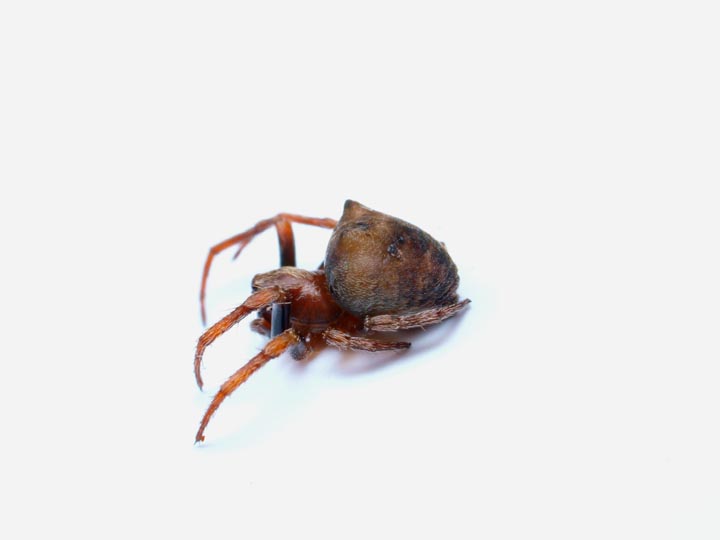 コオニグモモドキ♀ 卵 子グモ : 北のフィールドノート