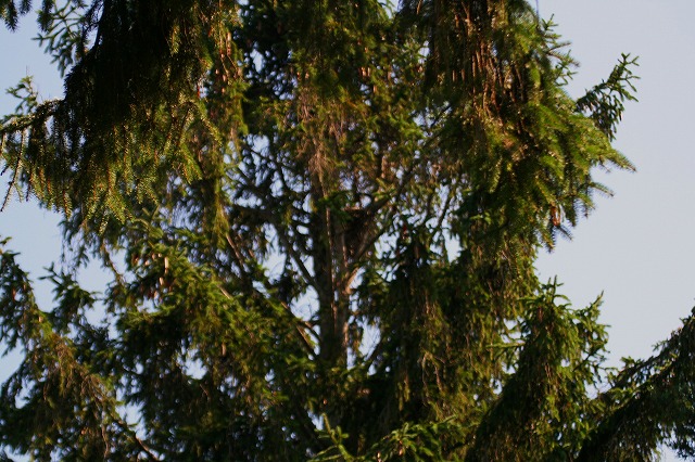 f0000866_5224743.jpg