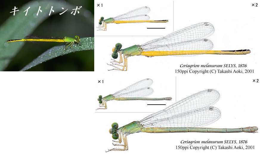 【キイトトンボ】 　Ceriagrion melanutum_e0187867_2012084.jpg