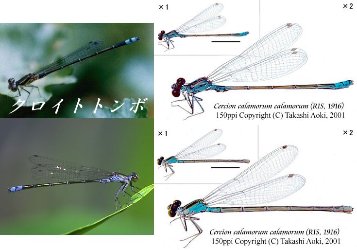 クロイトトンボ Cercion Calamorum 富山のトンボ