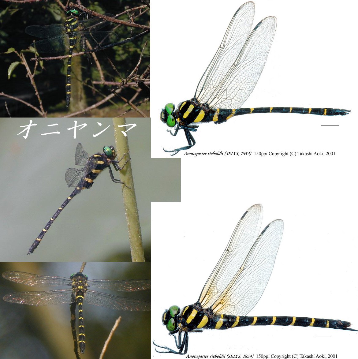 オニヤンマ Anotogaster Sieboldii 富山のトンボ