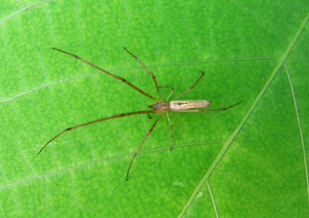 ヤサガタアシナガグモ 虫愛づる記録