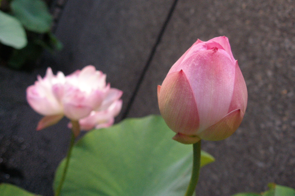 e0132474_0302453.jpg