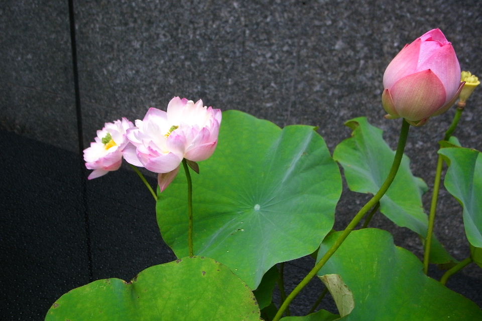 e0132474_0311714.jpg
