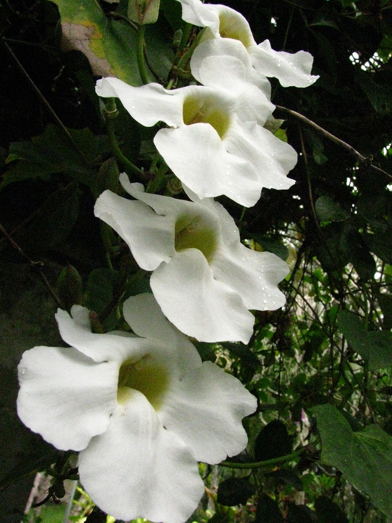 e0024081_5528100.jpg