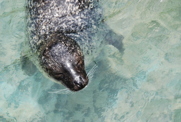 バスｄｅＧＯ！！②加茂水族館：７月１６日木曜日_b0079382_12152168.jpg