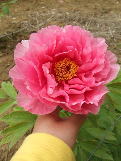 e0030488_123579.jpg