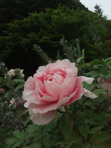 e0030488_1261210.jpg