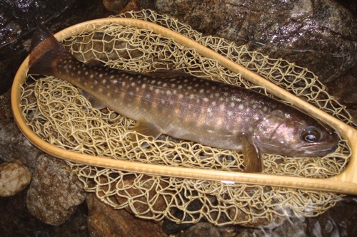 e0030889_21221390.jpg
