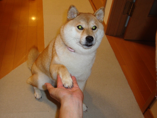 ごはん、まだ?_a0126590_2254024.jpg