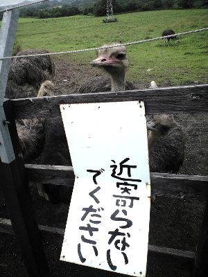 羊蹄山を望む? ダチョウ牧場_a0067991_811887.jpg