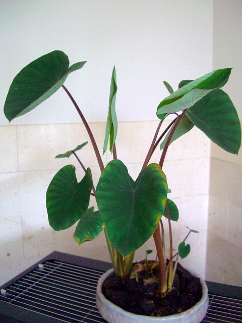 c0125702_12121078.jpg