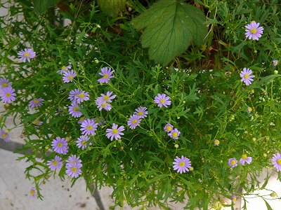 a0123003_20263725.jpg