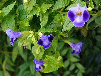 a0123003_20304683.jpg