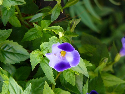 a0123003_20305921.jpg