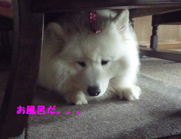 e0018604_17384340.jpg