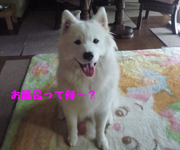 e0018604_17392652.jpg