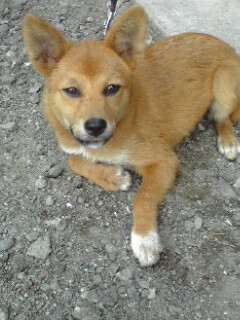 リベラル看板犬_e0187704_2017567.jpg