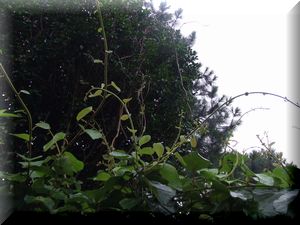 a0125706_10453478.jpg