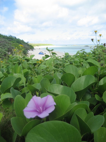 波照間島5(ニシ浜再訪)_d0077811_2282259.jpg