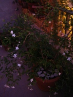 f0133814_2051590.jpg