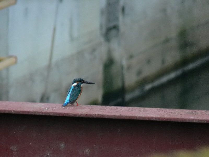 通勤鳥撮り　カワセミが居た_f0051915_21401479.jpg