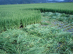 a0118120_182419.jpg
