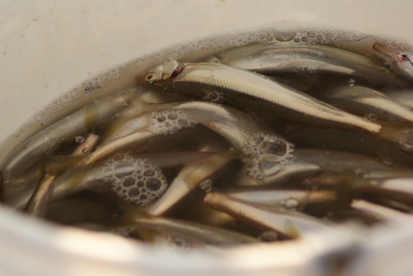 f0170524_20142650.jpg
