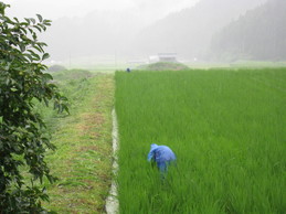 強い雨の中、草取りをされました_e0061225_15573844.jpg