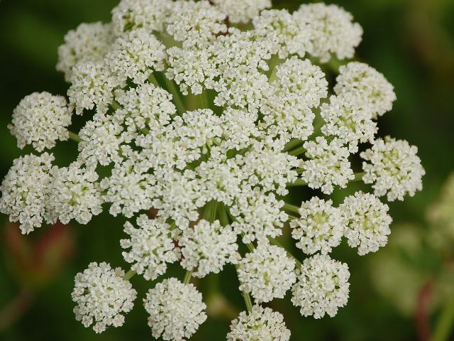 伊吹防風 イブキボウフウ 花の仲間調べ