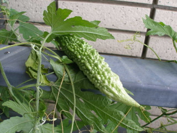 ベランダ菜園_a0074540_10201938.jpg