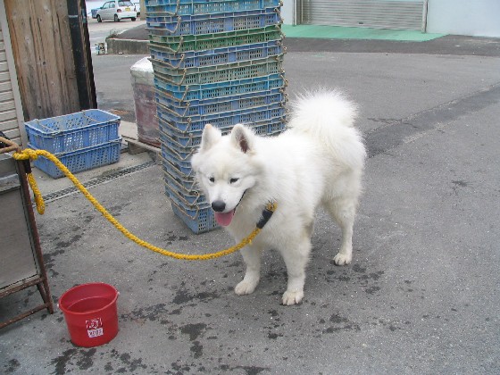 ノエルくん ありがとう やすらかに_f0128542_95398.jpg