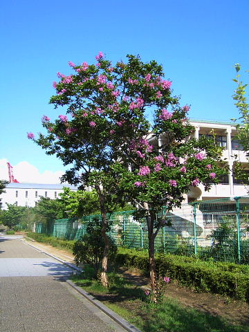 ネムの木、小学校の百日紅、細葉百日宗、矮性アンゲロニア_c0051143_23271116.jpg