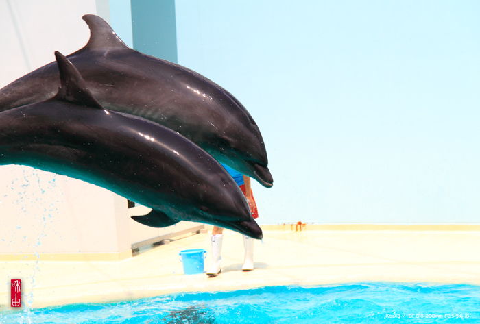 DOLPHIN LIVE in SUMA Aqualife Park_c0187744_19152015.jpg