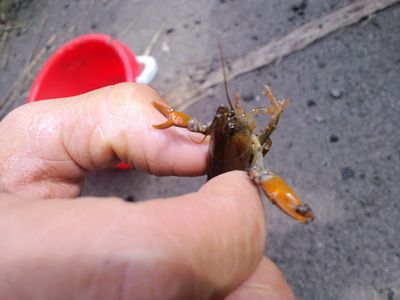 まさかお目にかかれるとは 絶滅危惧種ニホンザリガニ サンタラ 砂田の別冊 スナダ