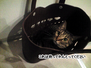 f0116546_18124758.gif