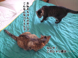 f0116546_1894937.gif