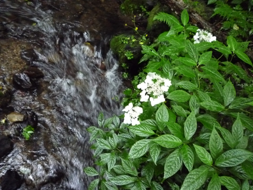 野山の花々（２）_b0045357_891194.jpg