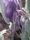 パンダ畑_b0096957_1819258.jpg