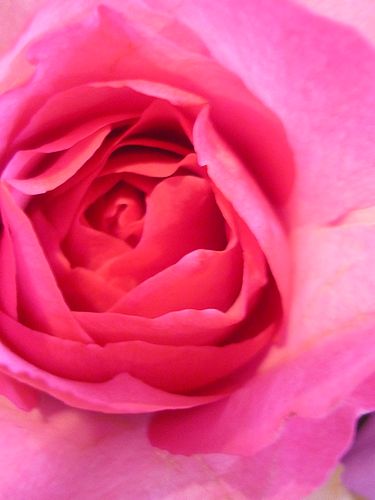 薔薇の花びらに　感謝の心を託す　お誕生日。。。☆。。｡.☆*:.｡.☆*†_a0053662_10391624.jpg