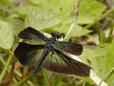 【チョウトンボ】　Rhyothemis fuliginosa_e0187867_16491690.jpg