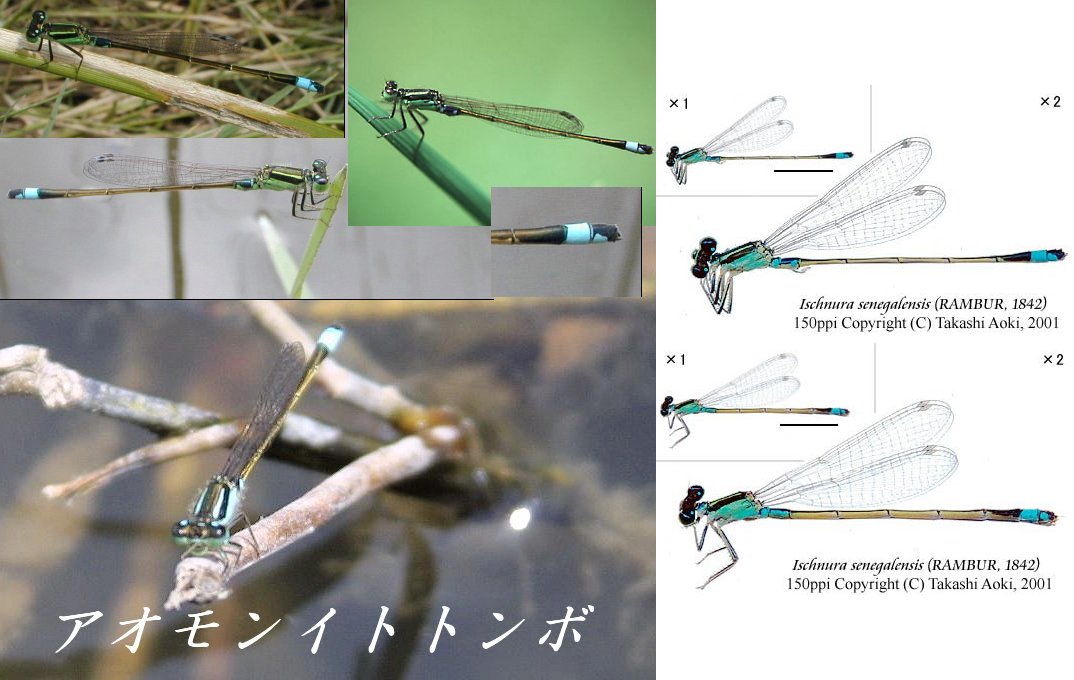 アオモンイトトンボ】 Ischnura senegalensis : 富山のトンボ