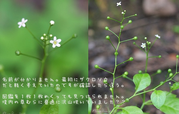 b0078874_13471653.jpg