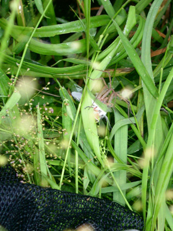 e0118274_1159352.jpg