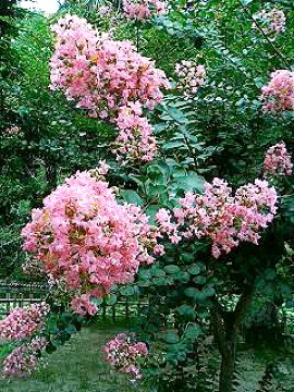 f0054677_7535935.jpg