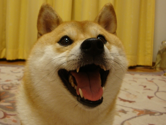 マカロン_a0126590_23193751.jpg