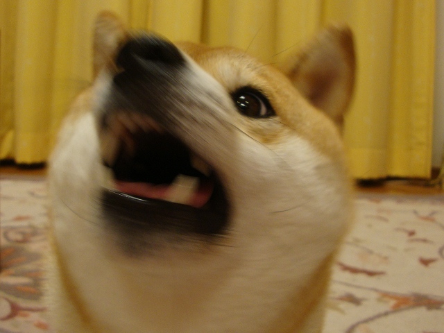 マカロン_a0126590_23201077.jpg