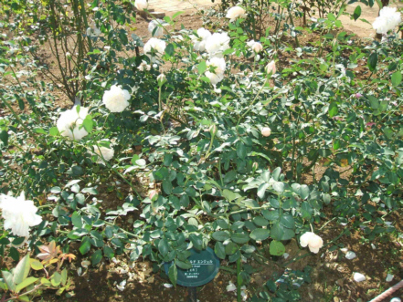 d0099791_16341727.jpg